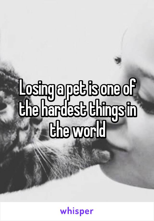 Losing a pet is one of the hardest things in the world