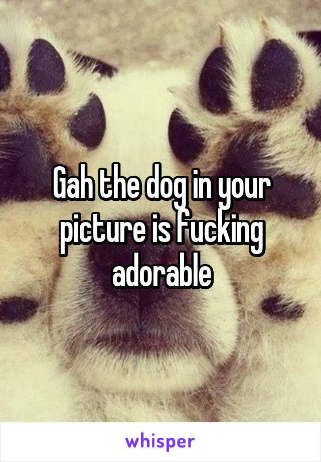 Gah the dog in your picture is fucking adorable