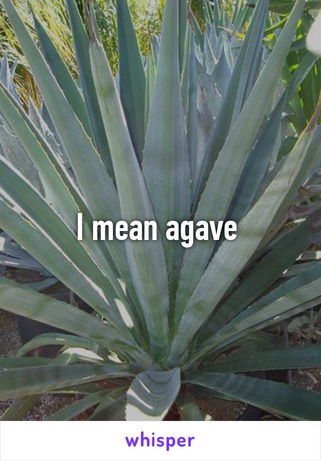 I mean agave 