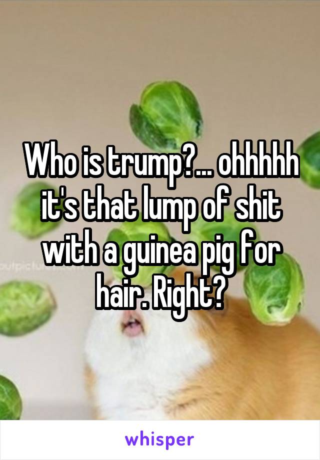 Who is trump?... ohhhhh it's that lump of shit with a guinea pig for hair. Right?