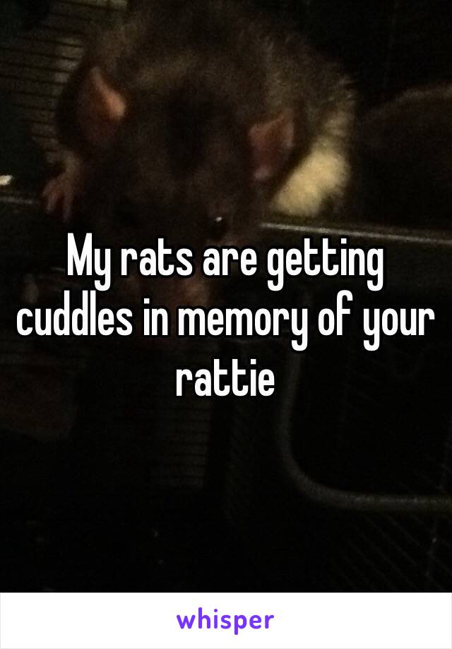 My rats are getting cuddles in memory of your rattie