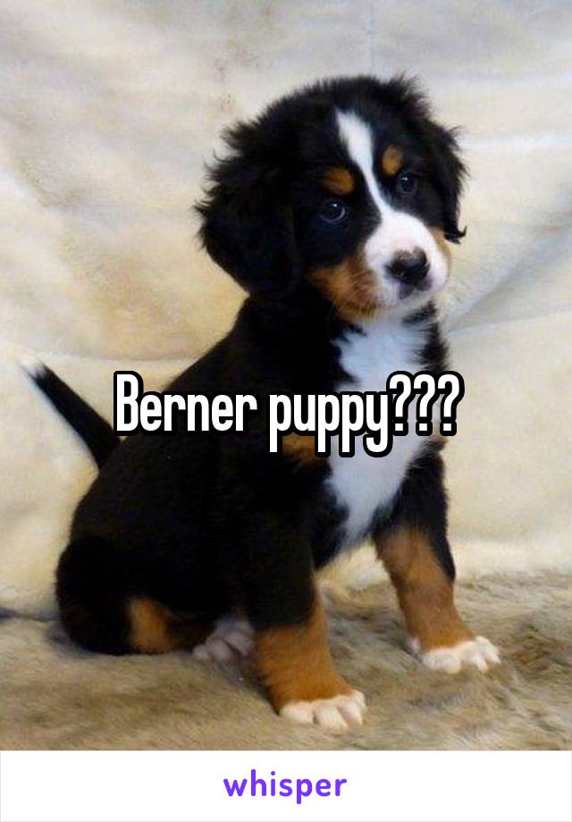 Berner puppy???