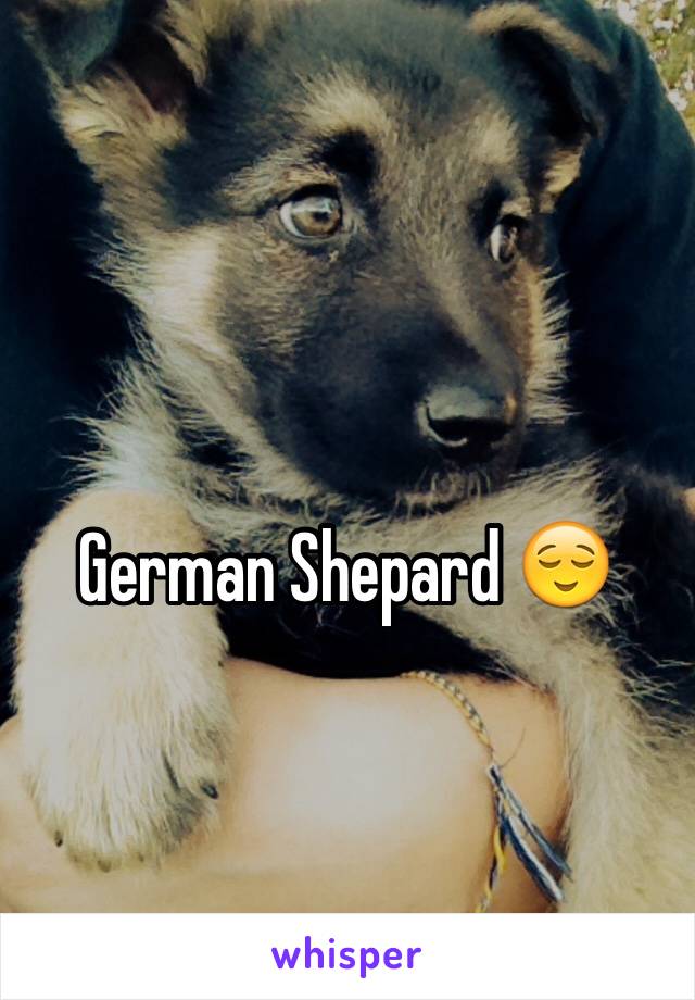 German Shepard 😌