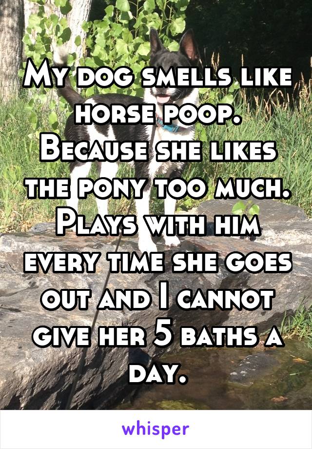My dog smells like horse poop. Because she likes the pony too much. Plays with him every time she goes out and I cannot give her 5 baths a day.