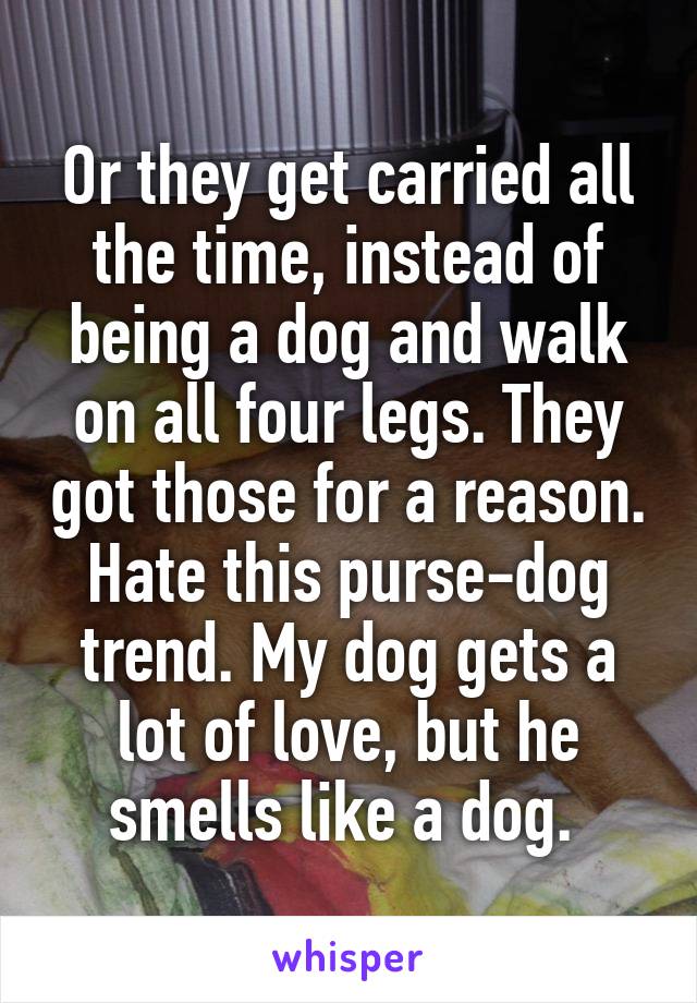 Or they get carried all the time, instead of being a dog and walk on all four legs. They got those for a reason. Hate this purse-dog trend. My dog gets a lot of love, but he smells like a dog. 