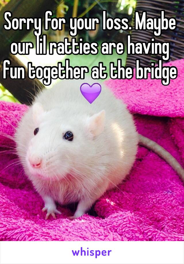 Sorry for your loss. Maybe our lil ratties are having fun together at the bridge 💜