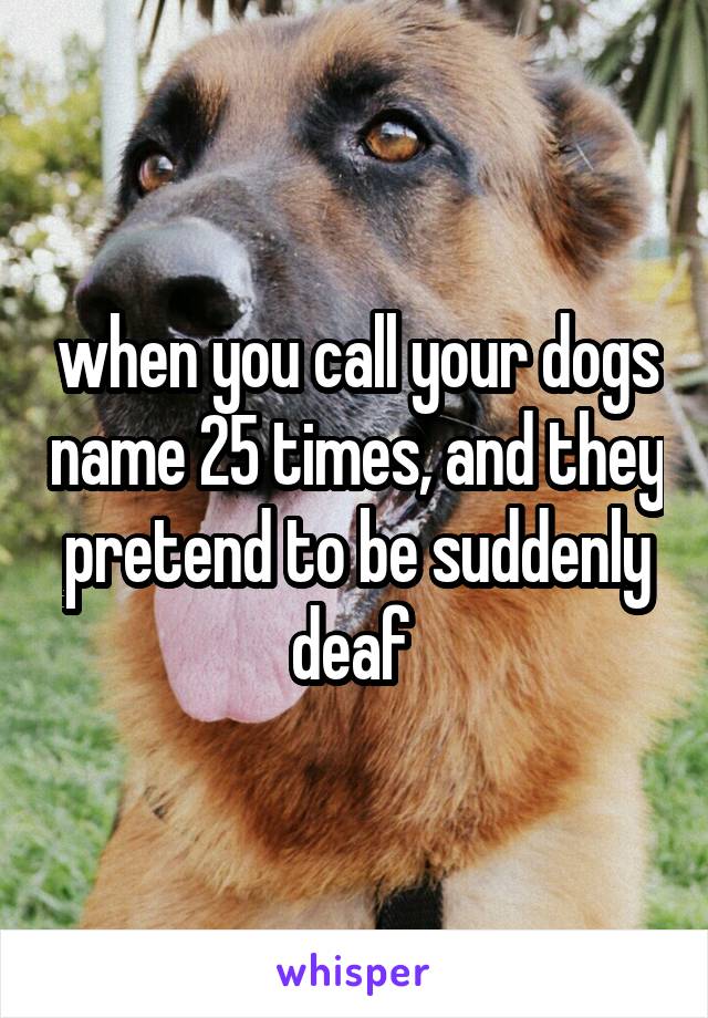 when you call your dogs name 25 times, and they pretend to be suddenly deaf 