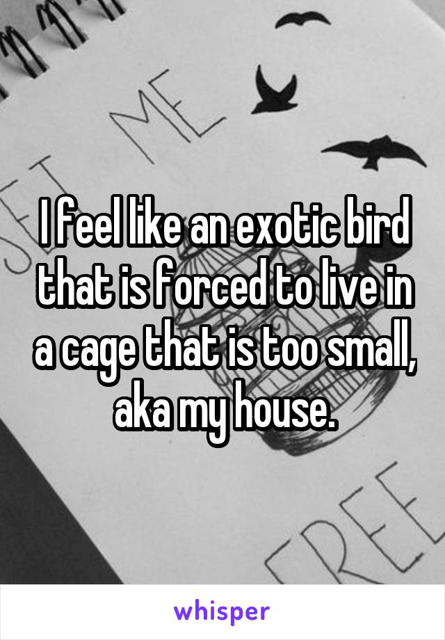 I feel like an exotic bird that is forced to live in a cage that is too small, aka my house.
