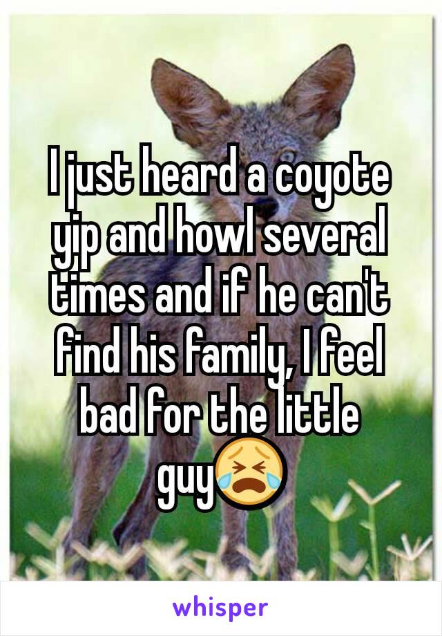I just heard a coyote yip and howl several times and if he can't find his family, I feel bad for the little guy😭