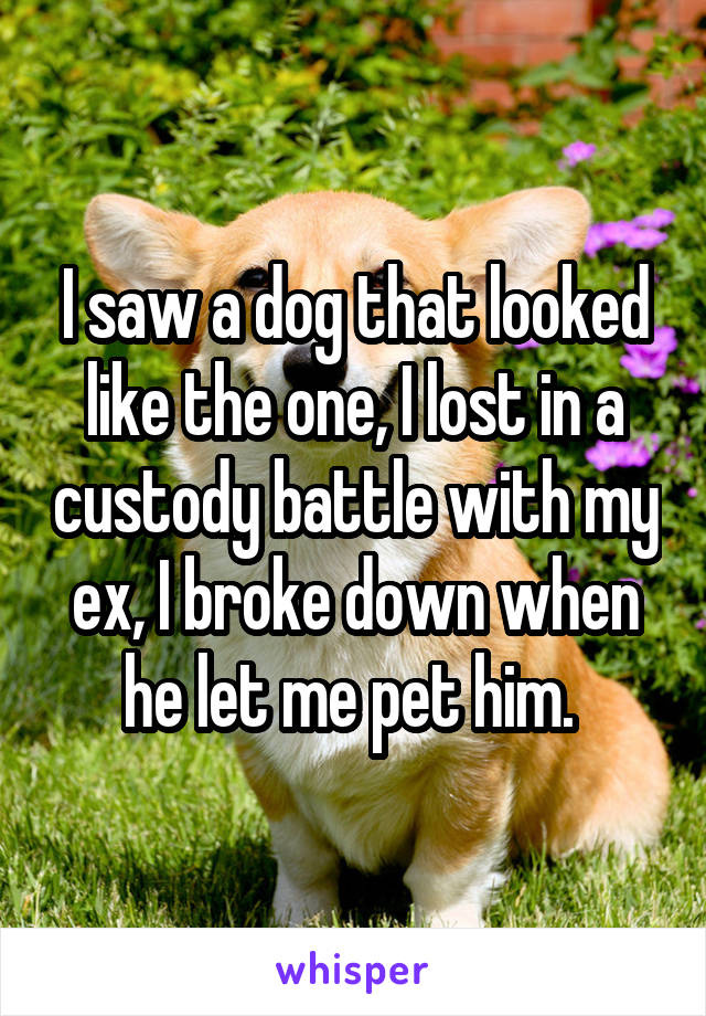 I saw a dog that looked like the one, I lost in a custody battle with my ex, I broke down when he let me pet him. 