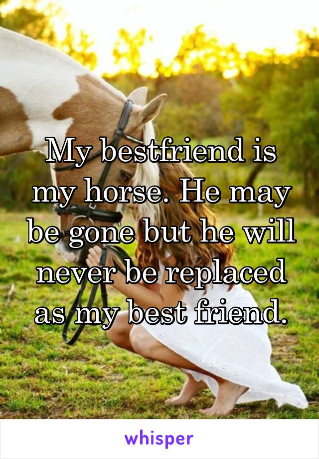My bestfriend is my horse. He may be gone but he will never be replaced as my best friend.