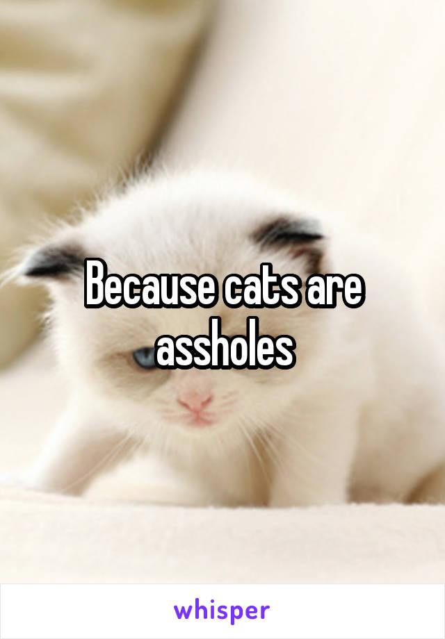 Because cats are assholes