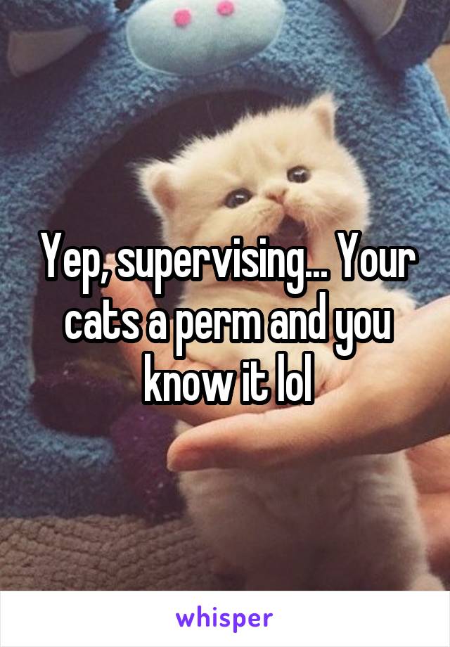 Yep, supervising... Your cats a perm and you know it lol