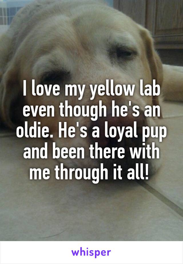 I love my yellow lab even though he's an oldie. He's a loyal pup and been there with me through it all! 