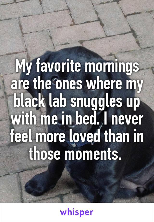 My favorite mornings are the ones where my black lab snuggles up with me in bed. I never feel more loved than in those moments. 