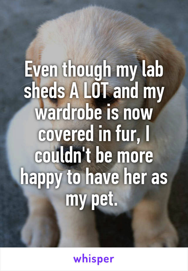 Even though my lab sheds A LOT and my wardrobe is now covered in fur, I couldn't be more happy to have her as my pet. 