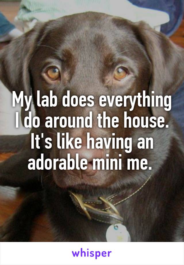 My lab does everything I do around the house. It's like having an adorable mini me. 