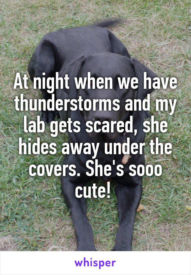 At night when we have thunderstorms and my lab gets scared, she hides away under the covers. She's sooo cute! 
