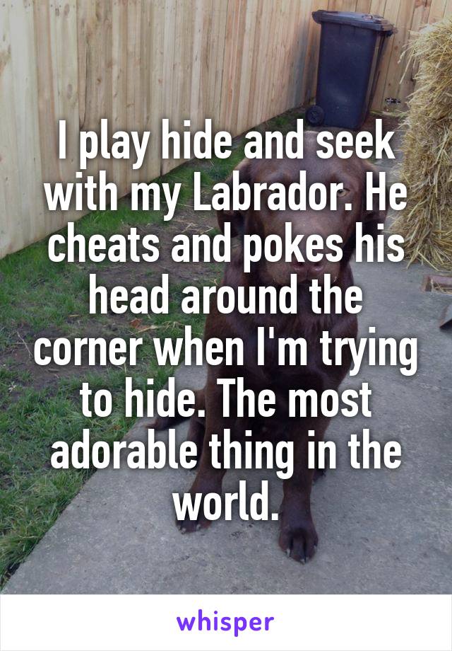 I play hide and seek with my Labrador. He cheats and pokes his head around the corner when I'm trying to hide. The most adorable thing in the world.