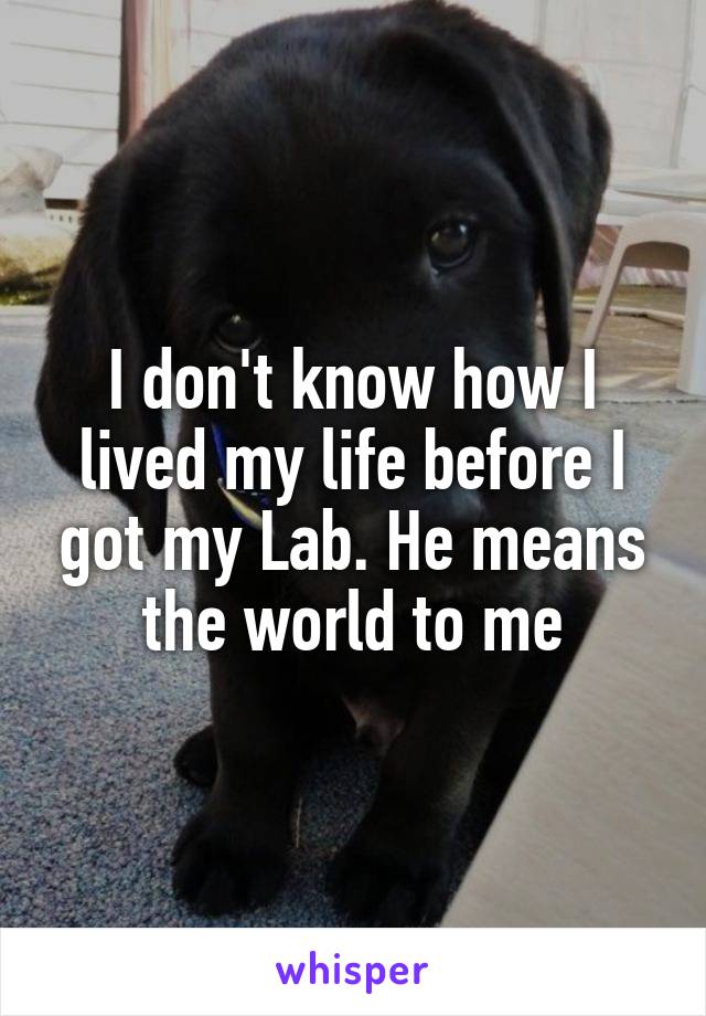 I don't know how I lived my life before I got my Lab. He means the world to me
