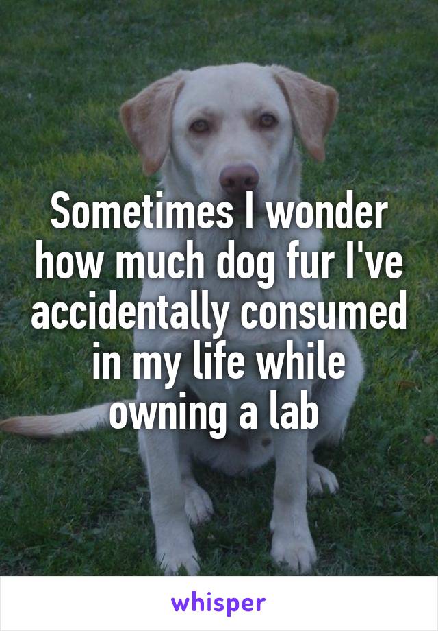 Sometimes I wonder how much dog fur I've accidentally consumed in my life while owning a lab 