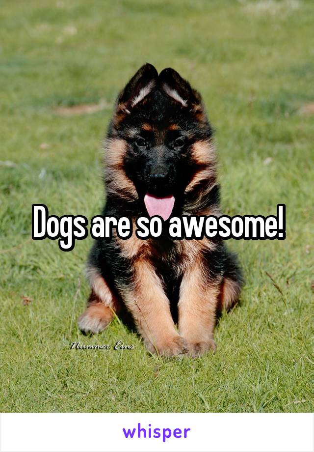 Dogs are so awesome!