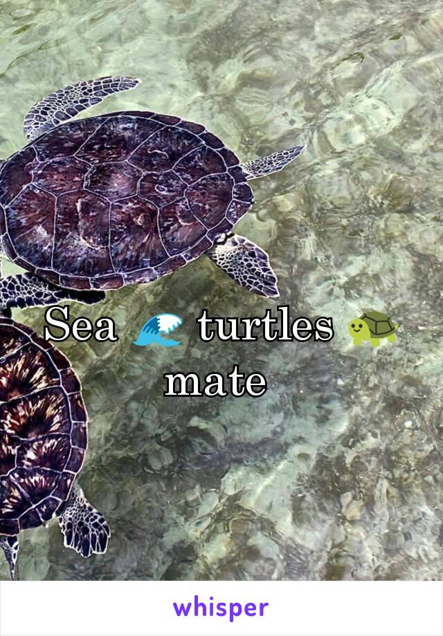 Sea 🌊 turtles 🐢 mate 