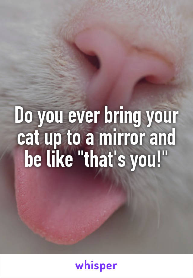 Do you ever bring your cat up to a mirror and be like "that's you!"