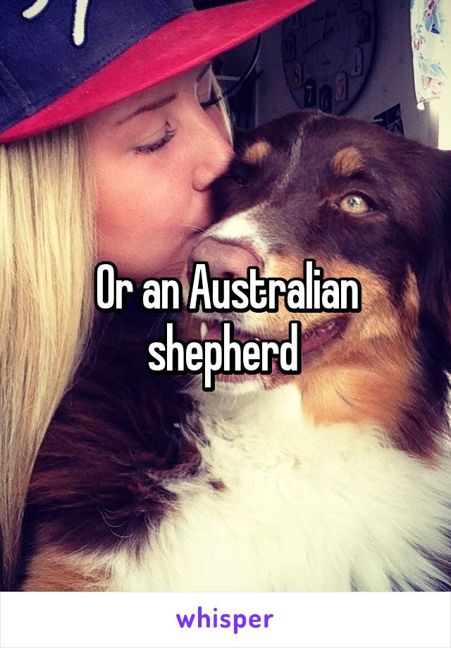 Or an Australian shepherd 