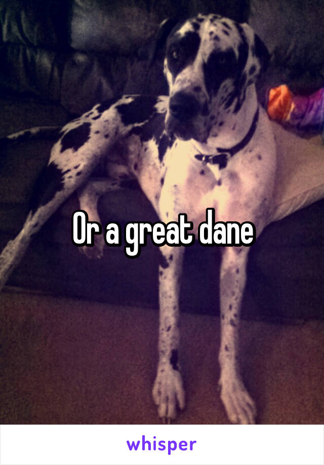 Or a great dane