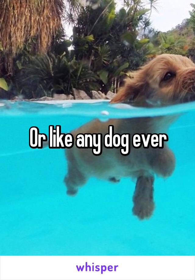 Or like any dog ever