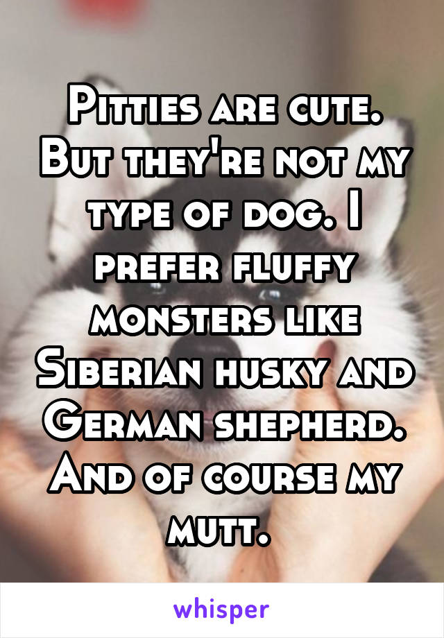 Pitties are cute. But they're not my type of dog. I prefer fluffy monsters like Siberian husky and German shepherd. And of course my mutt. 