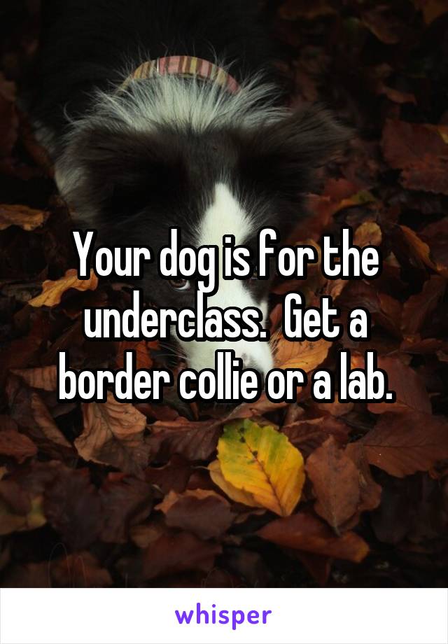 Your dog is for the underclass.  Get a border collie or a lab.