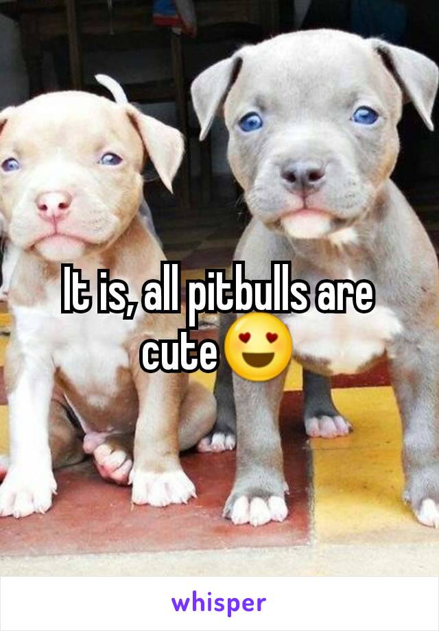 It is, all pitbulls are cute😍