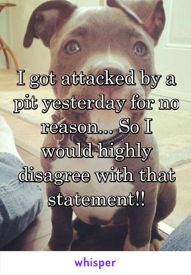 I got attacked by a pit yesterday for no reason... So I would highly disagree with that statement!!