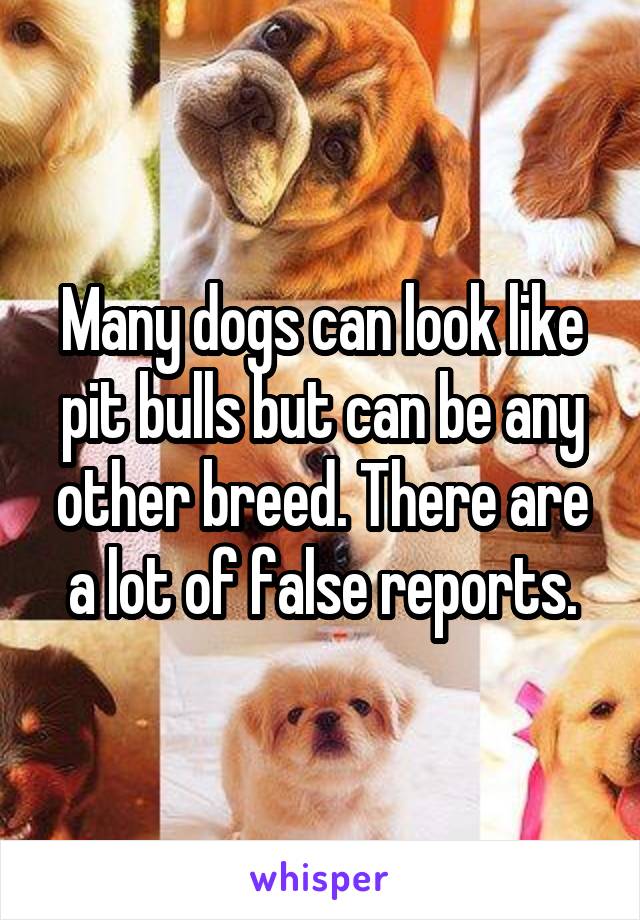 Many dogs can look like pit bulls but can be any other breed. There are a lot of false reports.