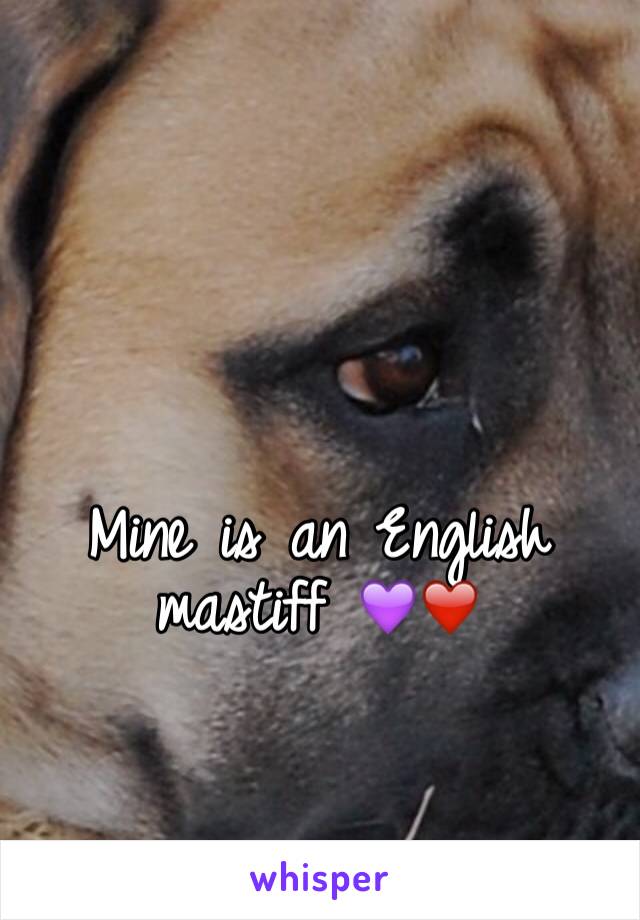 Mine is an English mastiff 💜❤️