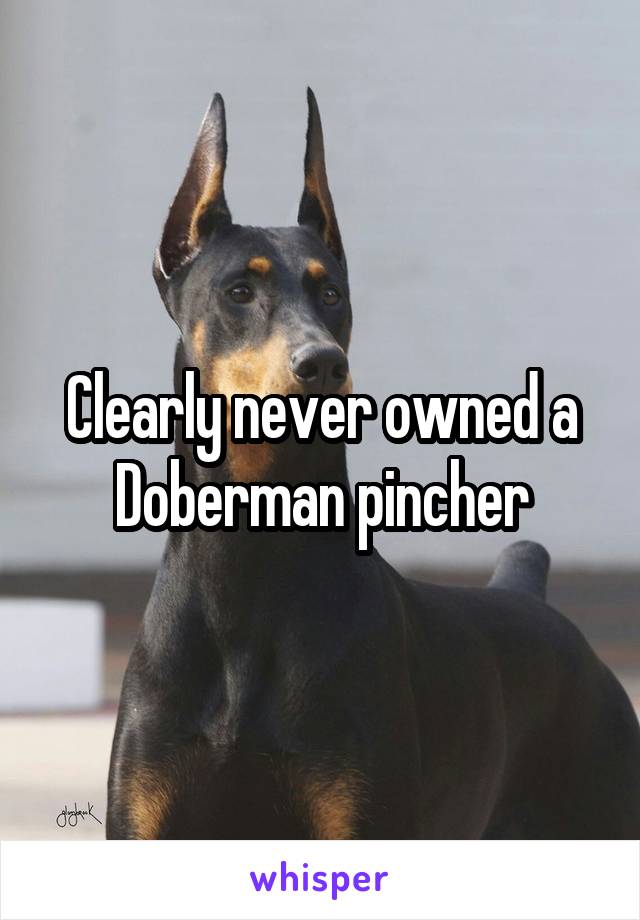 Clearly never owned a Doberman pincher