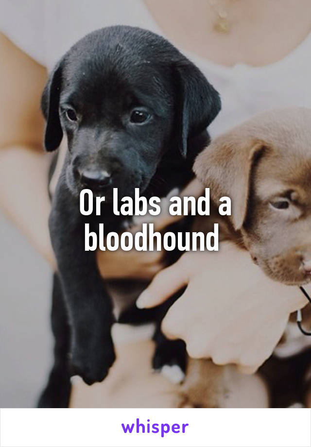 Or labs and a bloodhound 