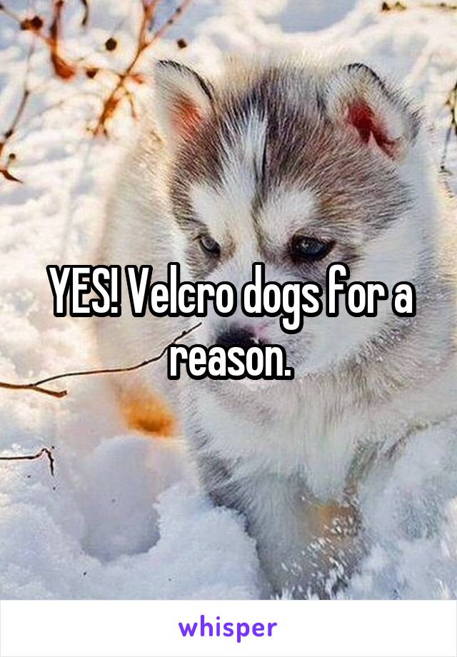 YES! Velcro dogs for a reason.