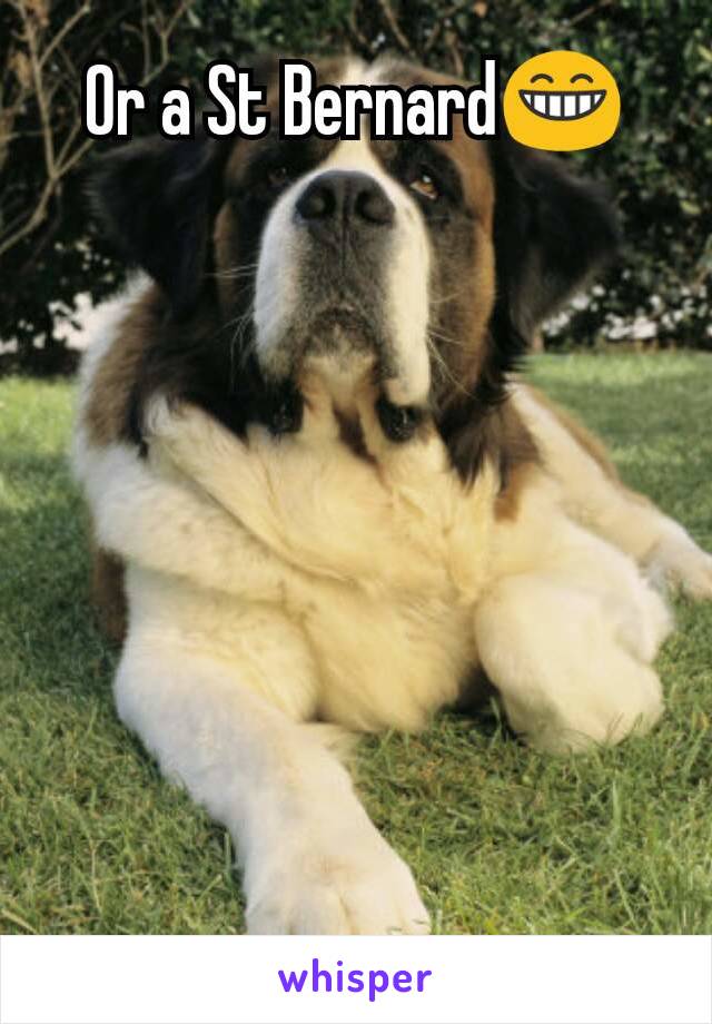 Or a St Bernard😁