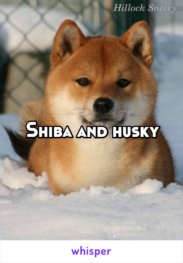 Shiba and husky