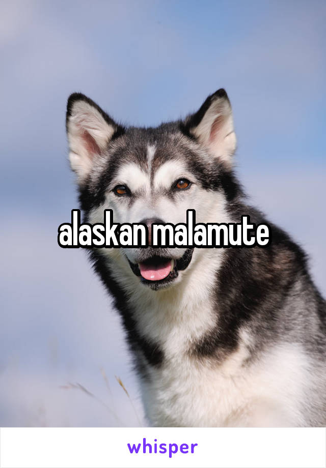 alaskan malamute