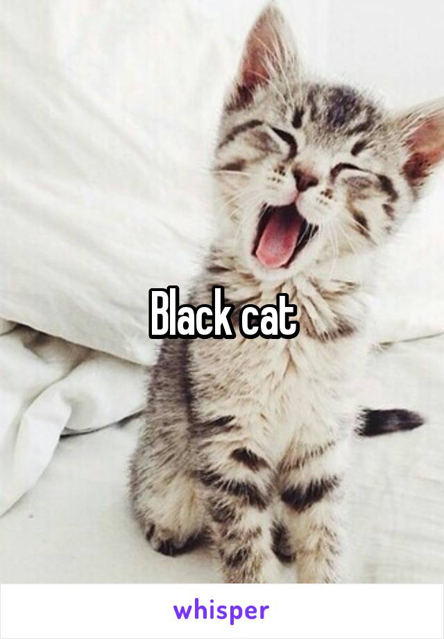 Black cat