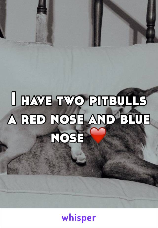 I have two pitbulls a red nose and blue nose ❤️