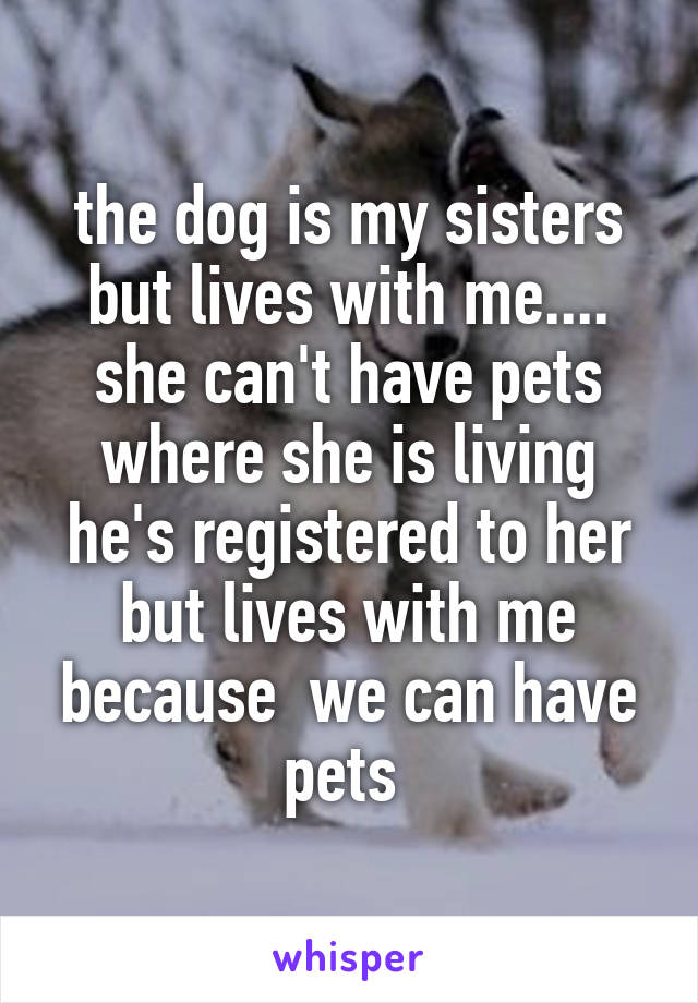 the dog is my sisters but lives with me.... she can't have pets where she is living he's registered to her but lives with me because  we can have pets 