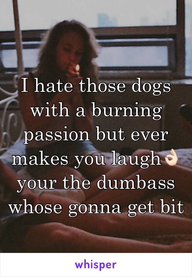 I hate those dogs with a burning passion but ever makes you laugh👌🏻 your the dumbass whose gonna get bit 