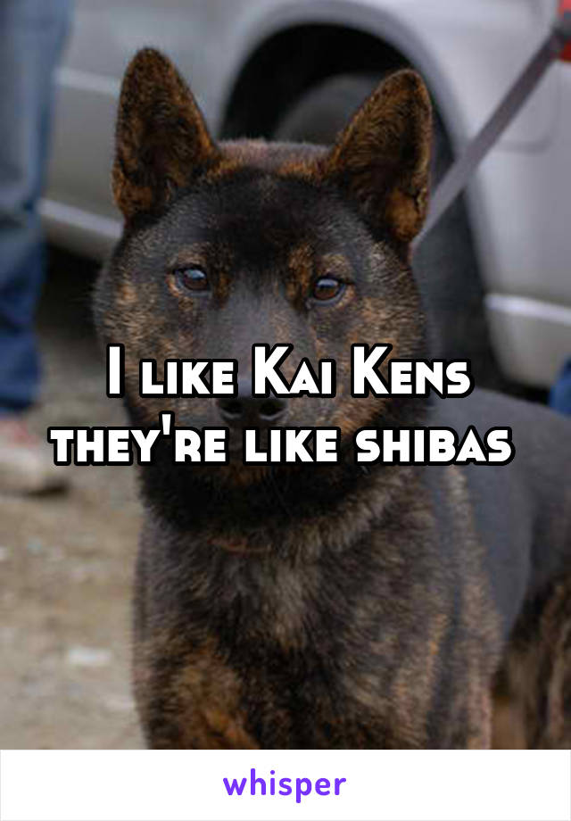 I like Kai Kens they're like shibas 