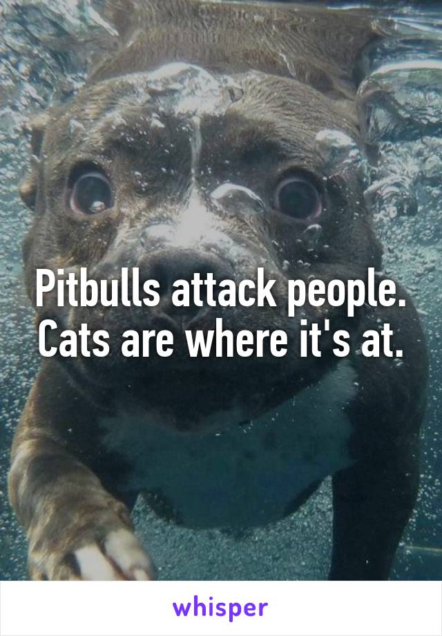 Pitbulls attack people. Cats are where it's at.