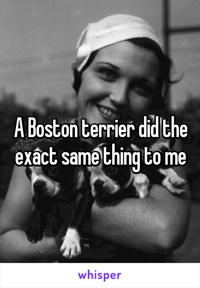 A Boston terrier did the exact same thing to me